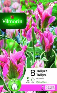 Tulipe Viridiflora China Town (x8)